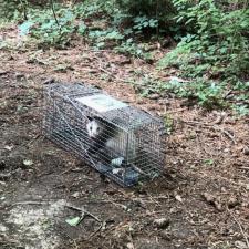 Wildlife-Removal-in-Dallas-GA 1
